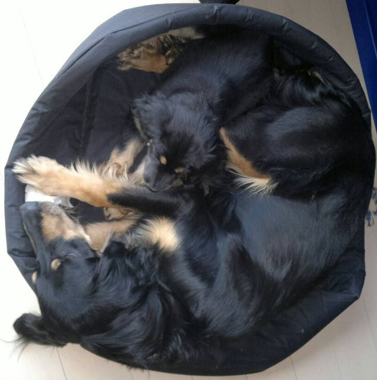 Zenta og Freya i kurv